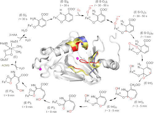 The catalytic pathway of the enzyme 3-Hydroxyanthranilate-3,4-dioxygenase (HAO).