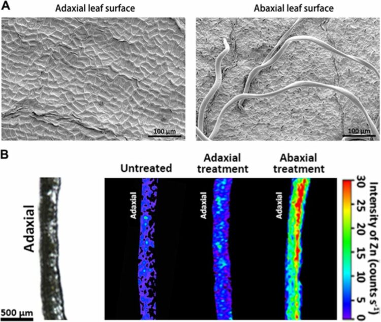 Abaxial and adaxial leaf surfaces with X-ray fluorescence images of zinc penetration.
