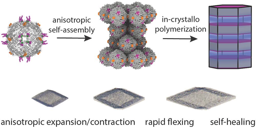 schematic showing assembly of ferritin building blocks into polymer-integrated crystals