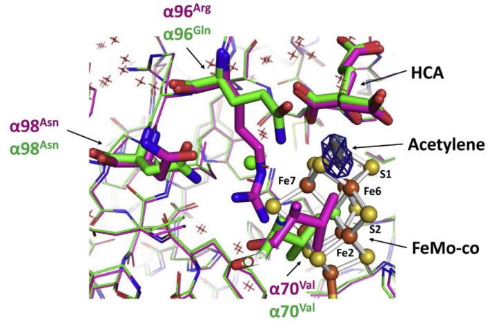 Diﬀerences at the acetylene binding site in the Arg96 to Gln variant and native molybdenum-iron (MoFe) proteins