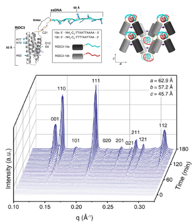 Schematic of the protein−nucleic acid hybrid structures RIDC3-DNA. (Top right) Cartoon representation of the RIDC3-DNA three-dimensional