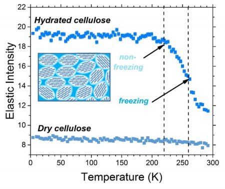 Elastic intensity scans of dry and hydrated cellulose