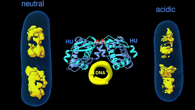 DNA-binding protein HU