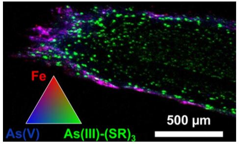 Microscale X-ray fluorescence imaging of a 30 μm thick P. juliflora root thin section from a plant grown at the IKMHSS tailings amended with 15% compost and lime for one year