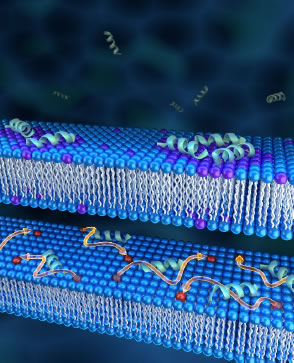 Aurein induces significant lateral segregation