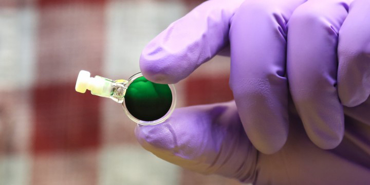 cyanobacteria cell sample