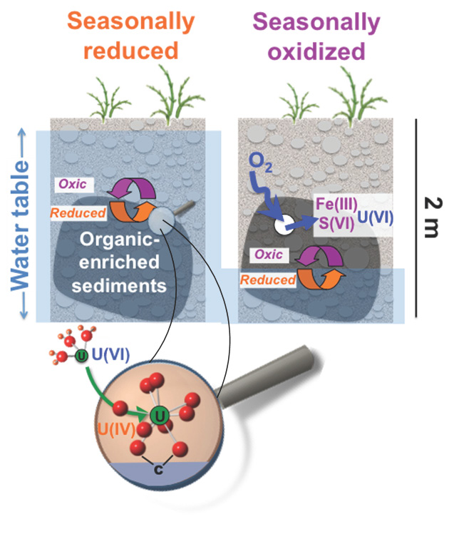 Anoxic organic-enriched sediments strongly accumulate uranium as U(IV), sulfide, and other reduced specie