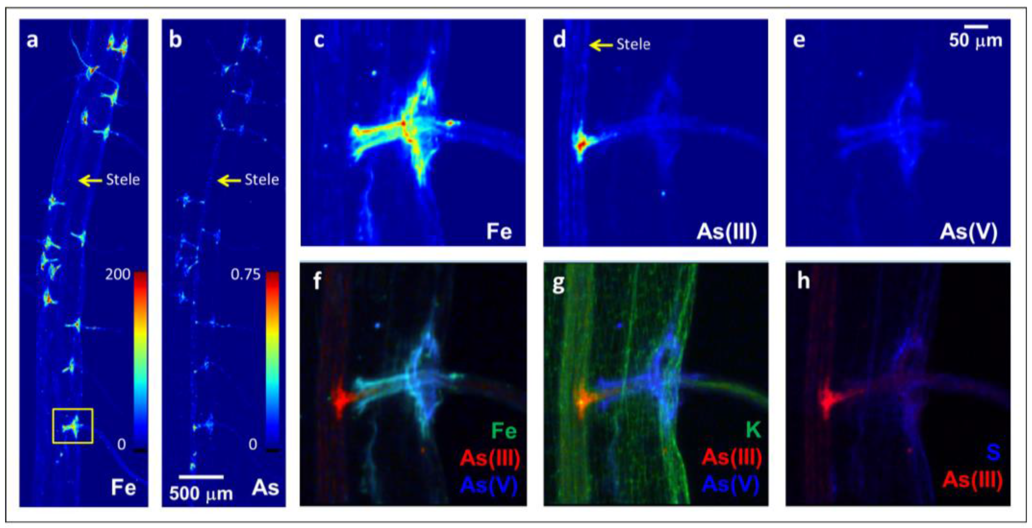 XRay Fluorescence Imaging BER Structural Biology and Imaging