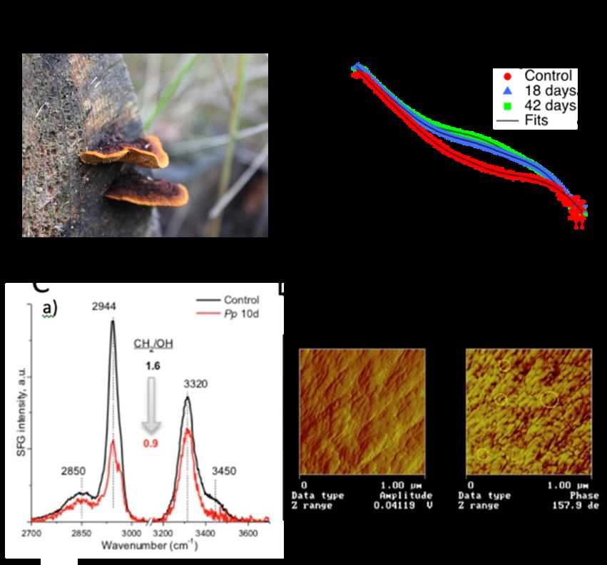 Mushroom images