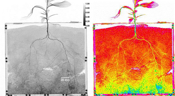 A neutron radiograph of cottonwood roots.