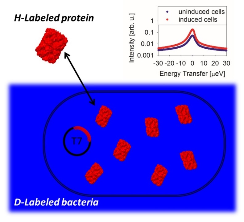 H-labeled protein