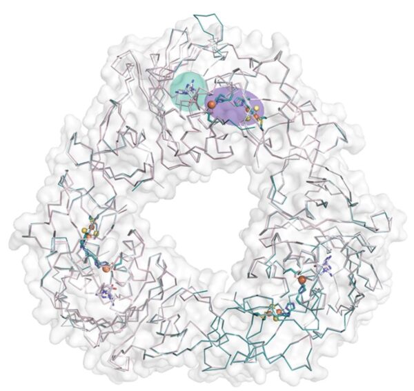 Rieske oxygenase