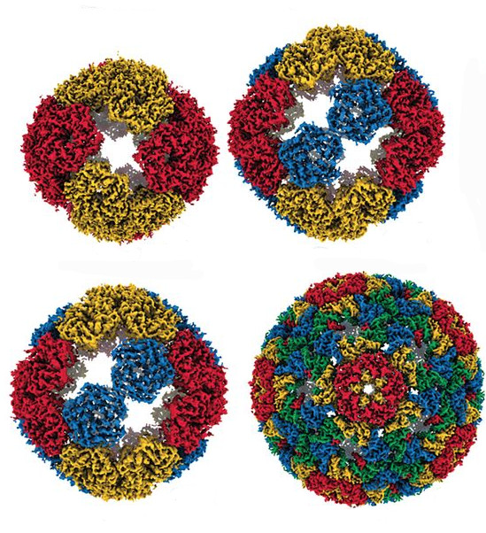 A protein shell naturally occurring in bacteria evolves into a protein container that can encapsulate RNA.