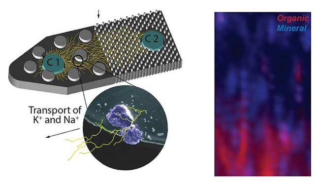 A micromodel for investigating mineral-microbe interactions.