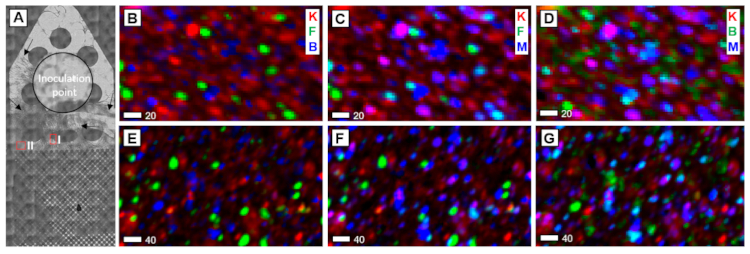 X-ray fluorescence images of a synthetic soil habitat exposed to fungal hyphae.