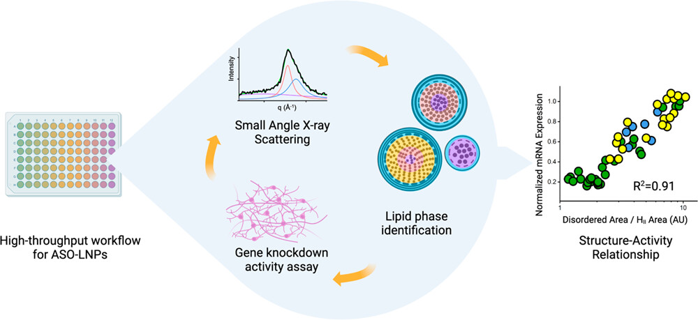 graphical illustration of high-throughput screening of lipid nanoparticles