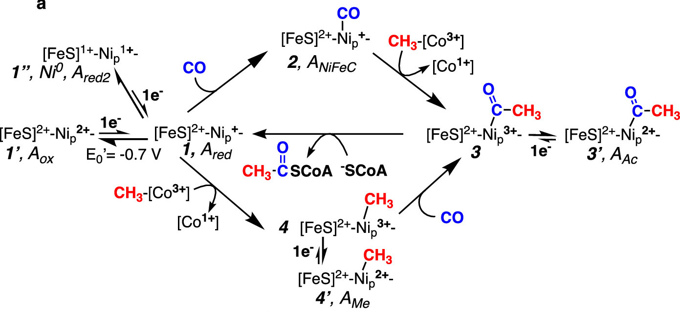 Proposed acetyl-CoA synthase mechanism