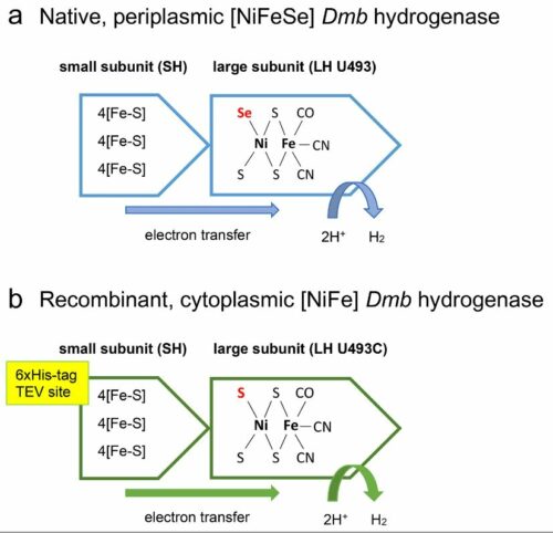 Native Vs Recombinant Bacterial Hydrogenase