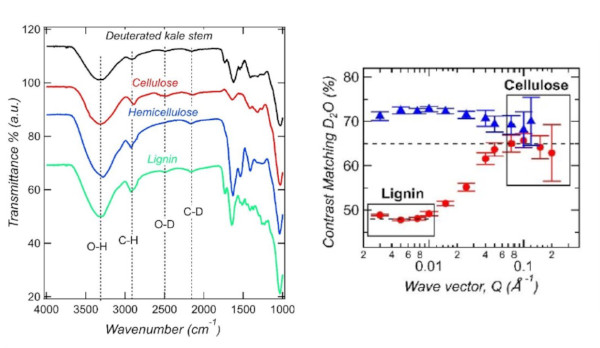 FTIR and SANS of a cell wall