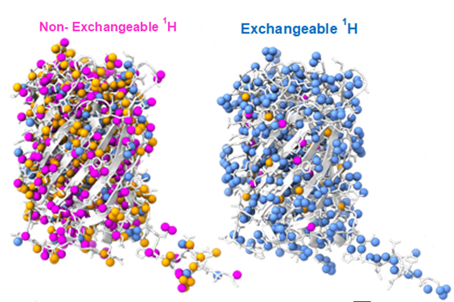 Green Fluorescent Protein With Exchangeable Hydrogen Sites