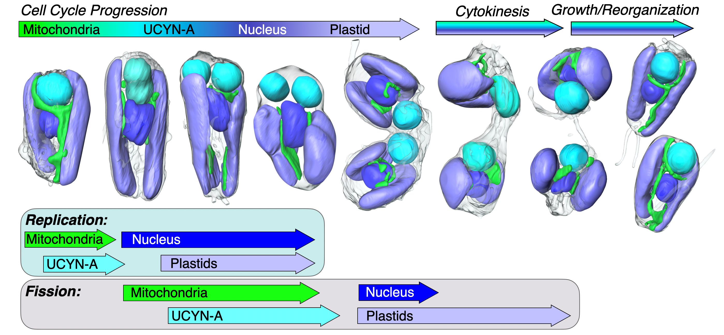Soft X-ray Tomograms of a marine algae and its organelles dividing