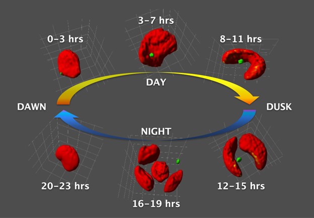 Diagram of the life cycle of the unicellular green algae Nannochloropsis oceanica and its so-called