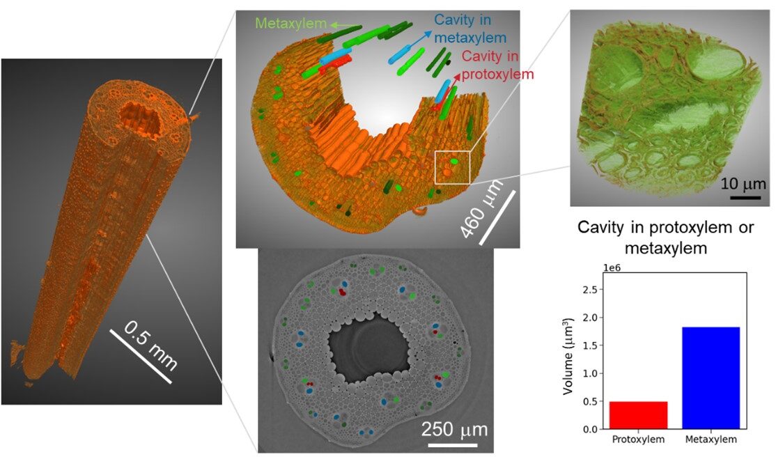 multiple visualizations of the core of a grass stem by hard x-ray tomography