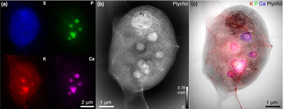 A series of three images showing a Chlamydomonas algae cell imaged by X-ray fluorescence and ptychography to help visualize where different elements concentrate in the cell.